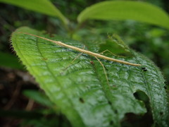 Carausius sechellensis