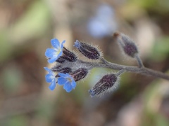 Myosotis ramosissima