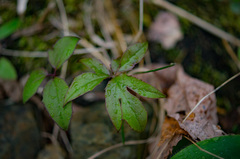 Nabalus serpentarius