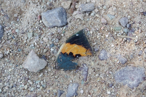 Orange Oakleaf
