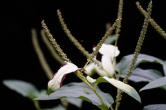 Saururus chinensis