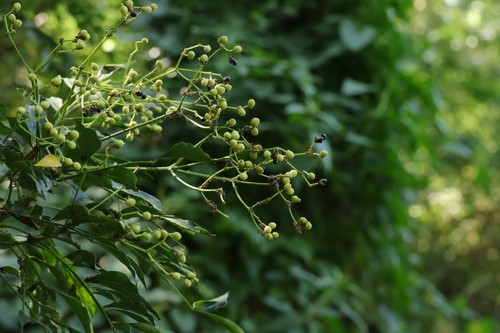 Zanthoxylum avicennae observed 2026-10-08