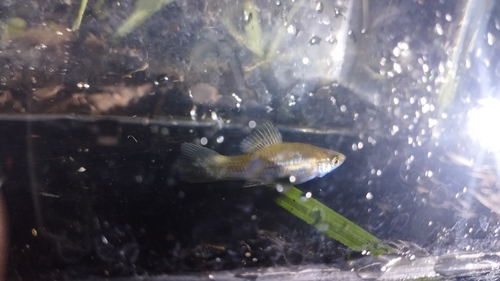 Xiphophorus hellerii observed 2026-10-08
