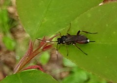Pleolophus basizonus