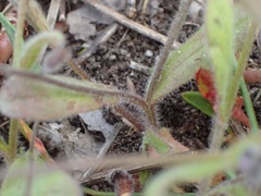 Myosotis ramosissima