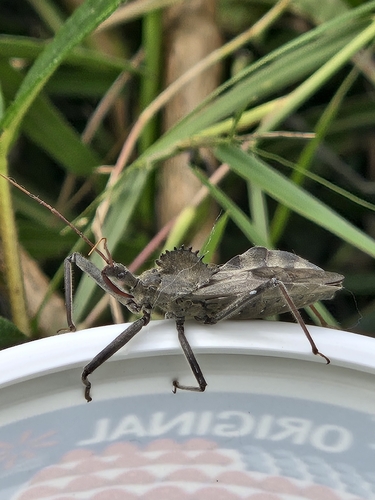 North American Wheel Bug