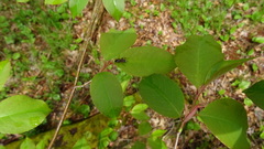 Pleolophus basizonus