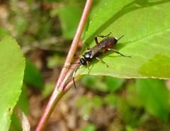 Pleolophus basizonus