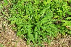Pedicularis incarnata