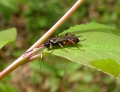 Pleolophus basizonus