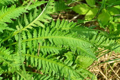 Pedicularis incarnata