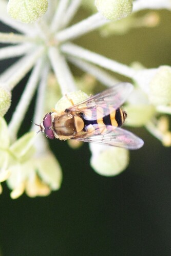 Hairy-eyed Flower Fly, Groesbeek, Nederland, photo 6 of 10