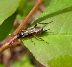 Pleolophus basizonus