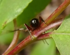 Pleolophus basizonus