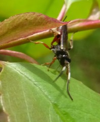 Pleolophus basizonus