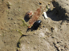 Hydrophilus aterrimus