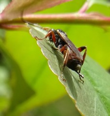 Pleolophus basizonus