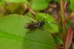 Pleolophus basizonus