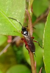 Pleolophus basizonus