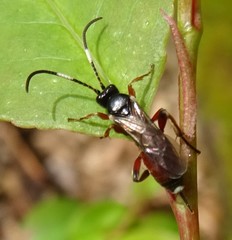 Pleolophus basizonus