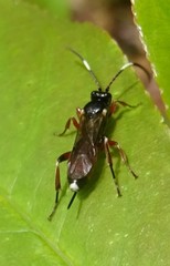 Pleolophus basizonus
