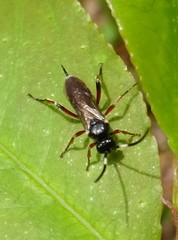 Pleolophus basizonus