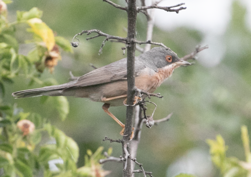 Curruca tirrénica (Curruca subalpina)