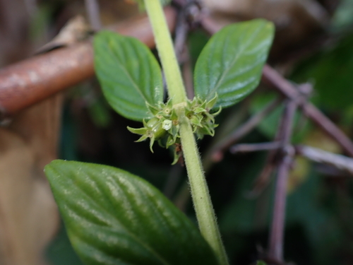 Hexasepalum sarmentosum observed 2026-08-26