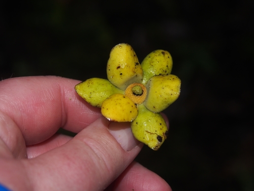 Guatteria oliviformis image