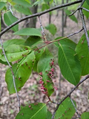 Eriophyes cerasicrumena