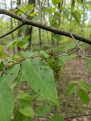 Eriophyes cerasicrumena