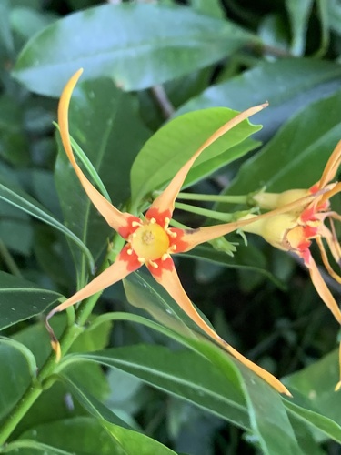 Strophanthus observed 2026-10-08