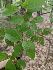 Eriophyes emarginatae