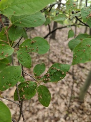 Eriophyes emarginatae