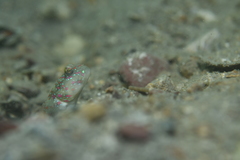 Cryptocentrus melanopus