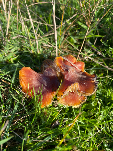 blackening wax-cap