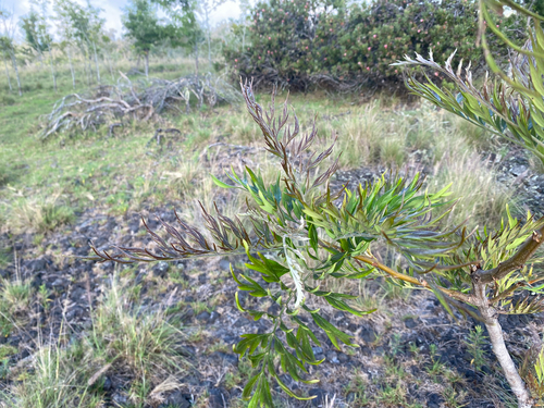 Grevillea robusta observed 2026-10-07
