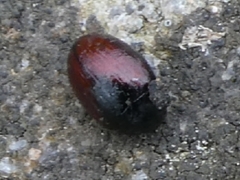 Cercyon melanocephalus