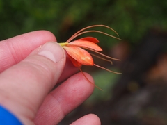Podandrogyne decipiens