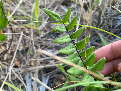 Cheilanthes, 2026-10-07