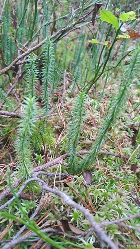 interrupted clubmoss