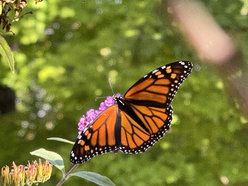 Monarch
