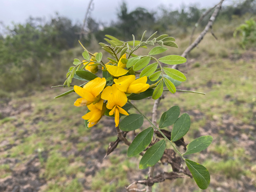 Sophora chrysophylla, 2026-10-07