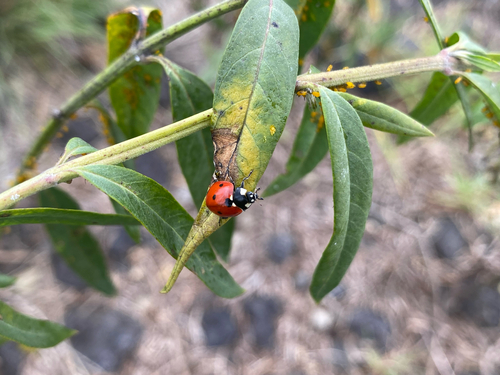 Coccinella septempunctata observed 2026-10-07