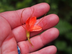 Podandrogyne decipiens