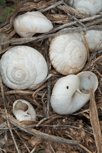 Oreohelix observed 2026-10-06