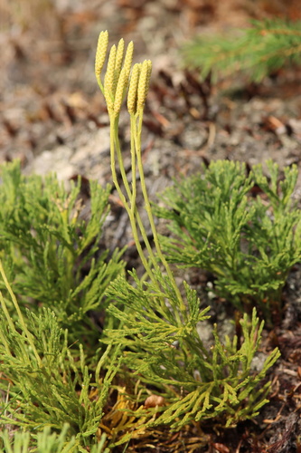 Diphasiastrum tristachyum, 2026-10-07