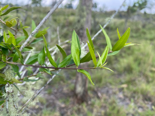 Alyxia stellata observed 2026-10-07