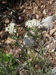 Hormathophylla halimifolia