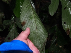 Mickelia oligarchica
